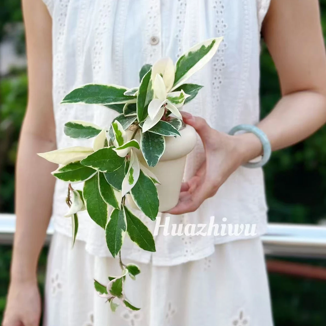 花叶球兰三色球兰锦球兰绿植ins风盆栽客厅阳台办公室网红绿植