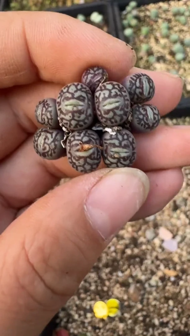 【闪购商品】17-155