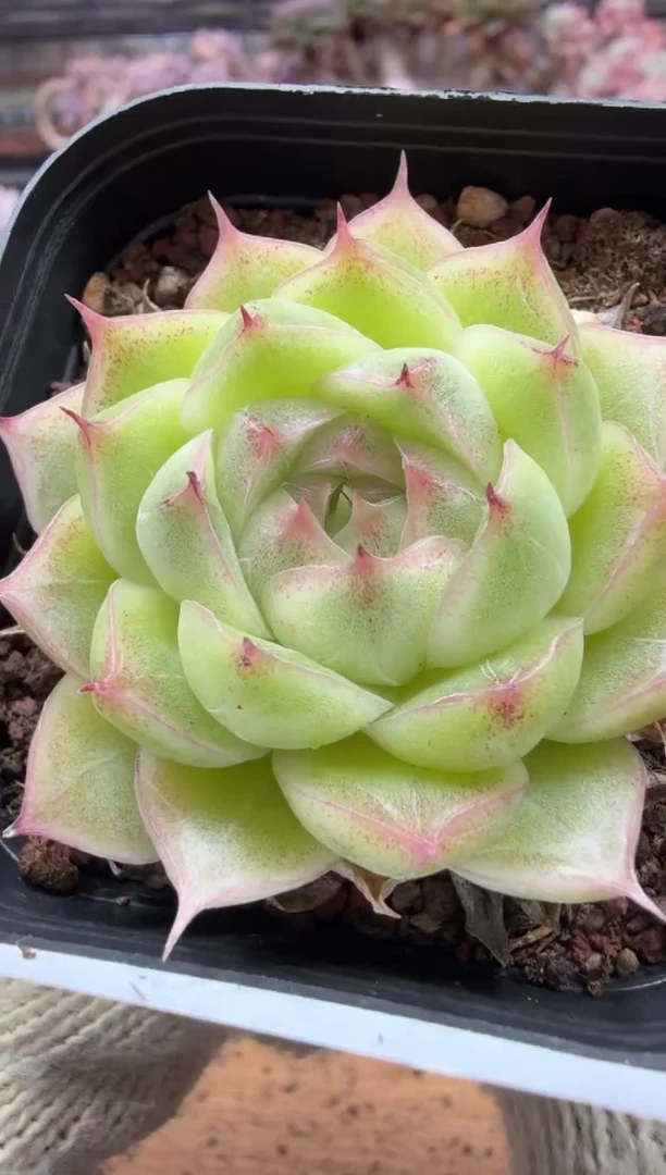 东云多肉园三店-121