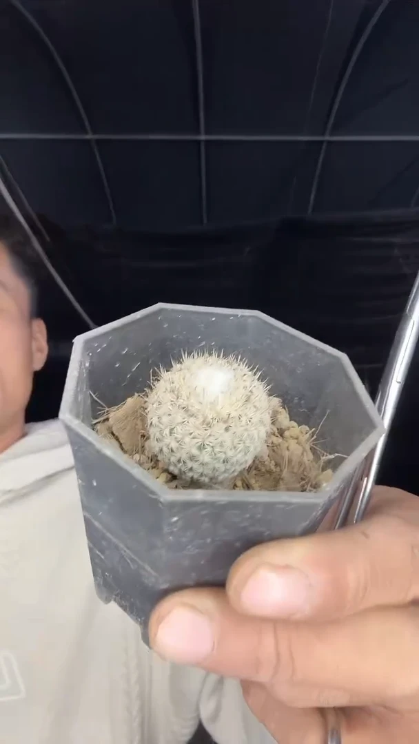 不知道叫什么配货看图