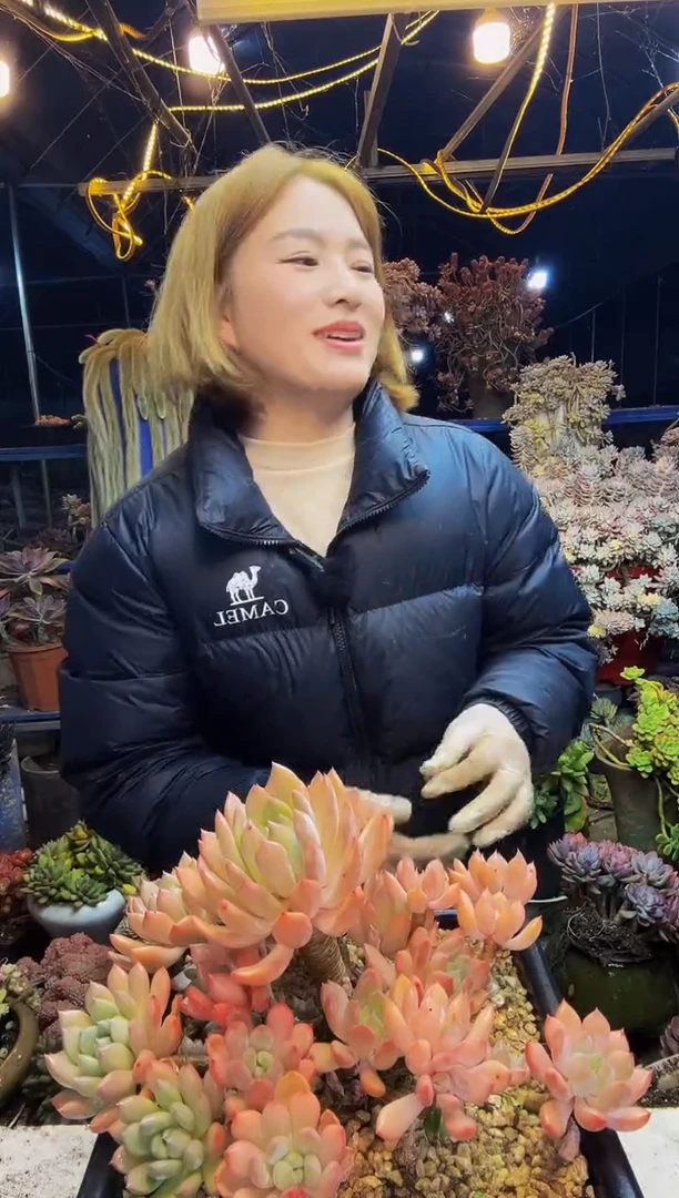 落日余晖一物一拍脱土包邮