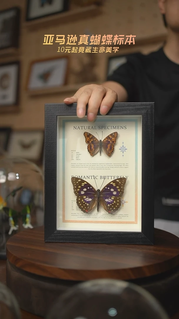 有机玻璃双蝶组合柳紫闪蛱蝶大紫蛱蝶