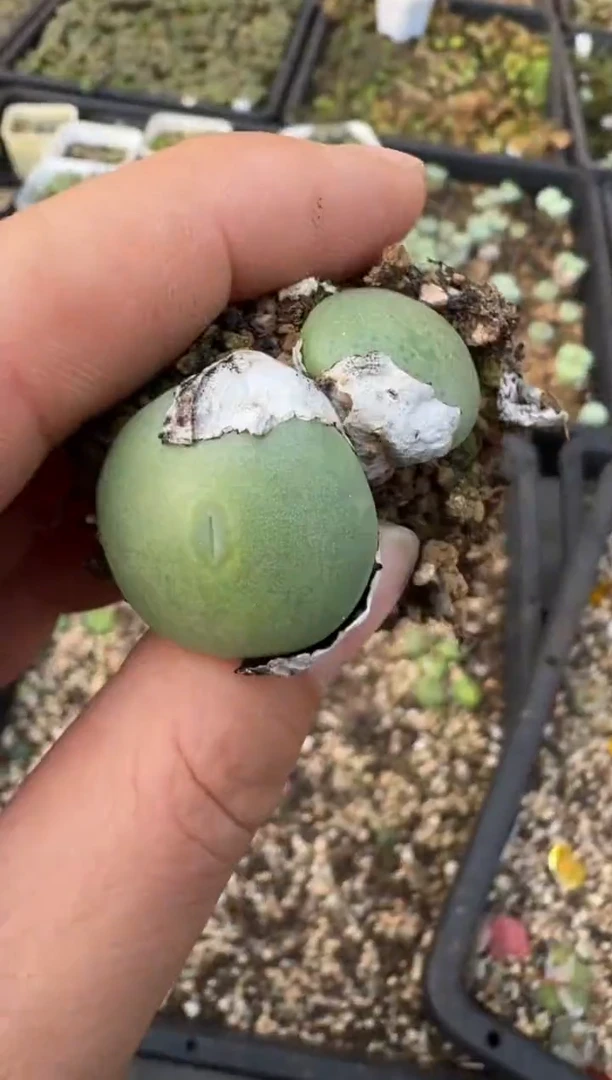 【闪购商品】17-150