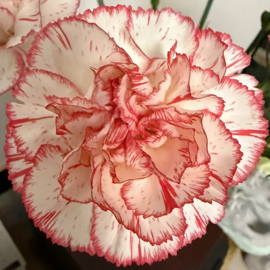 20支伊人单头康乃馨   云南基地鲜花适合家用水养插花  家居装饰