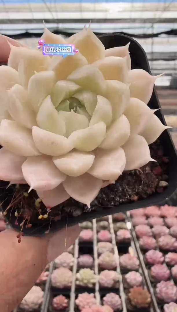 东云多肉园新款-08