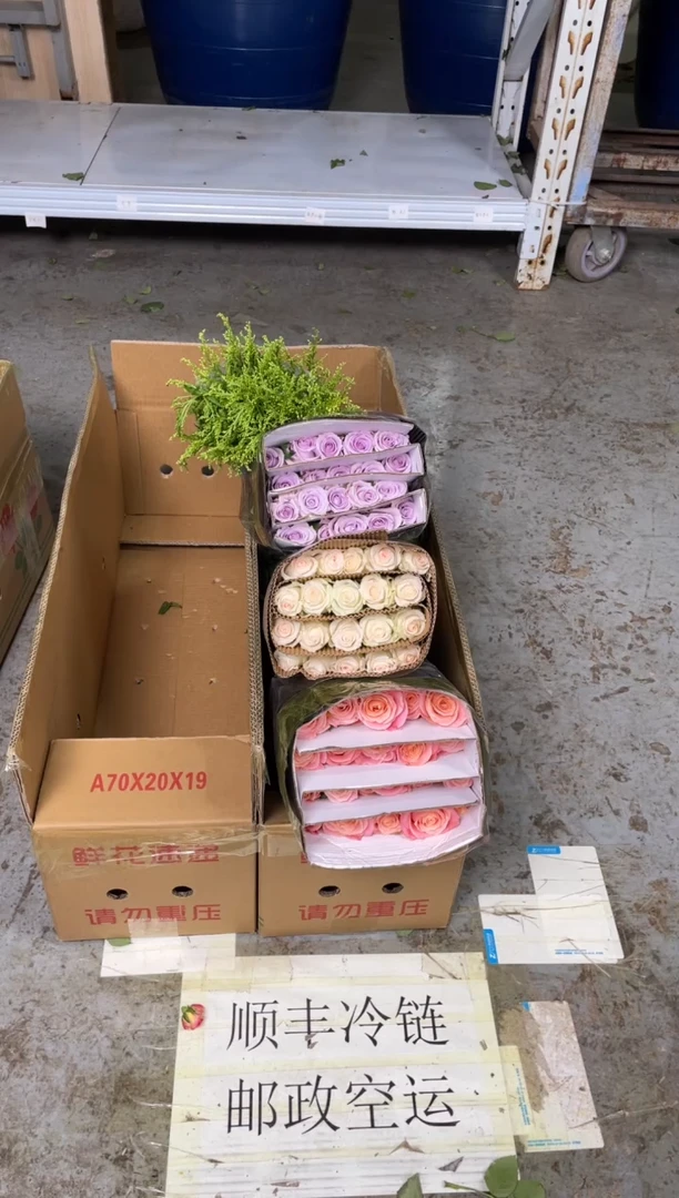 朱小姐20枝+小白兔20枝+海洋之歌20枝+黄莺
