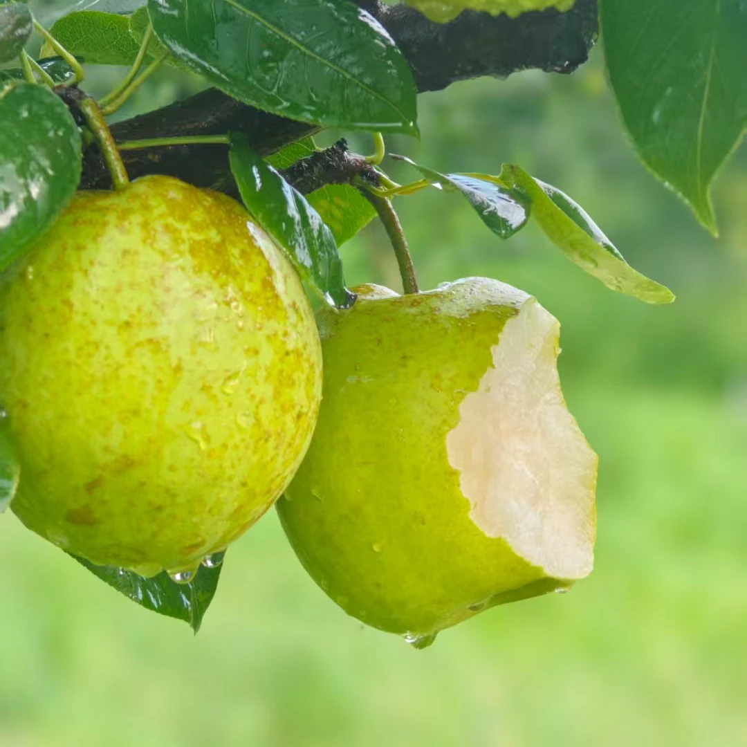 【顺丰包邮】正宗四川翠冠梨新鲜现摘现采脆甜可口