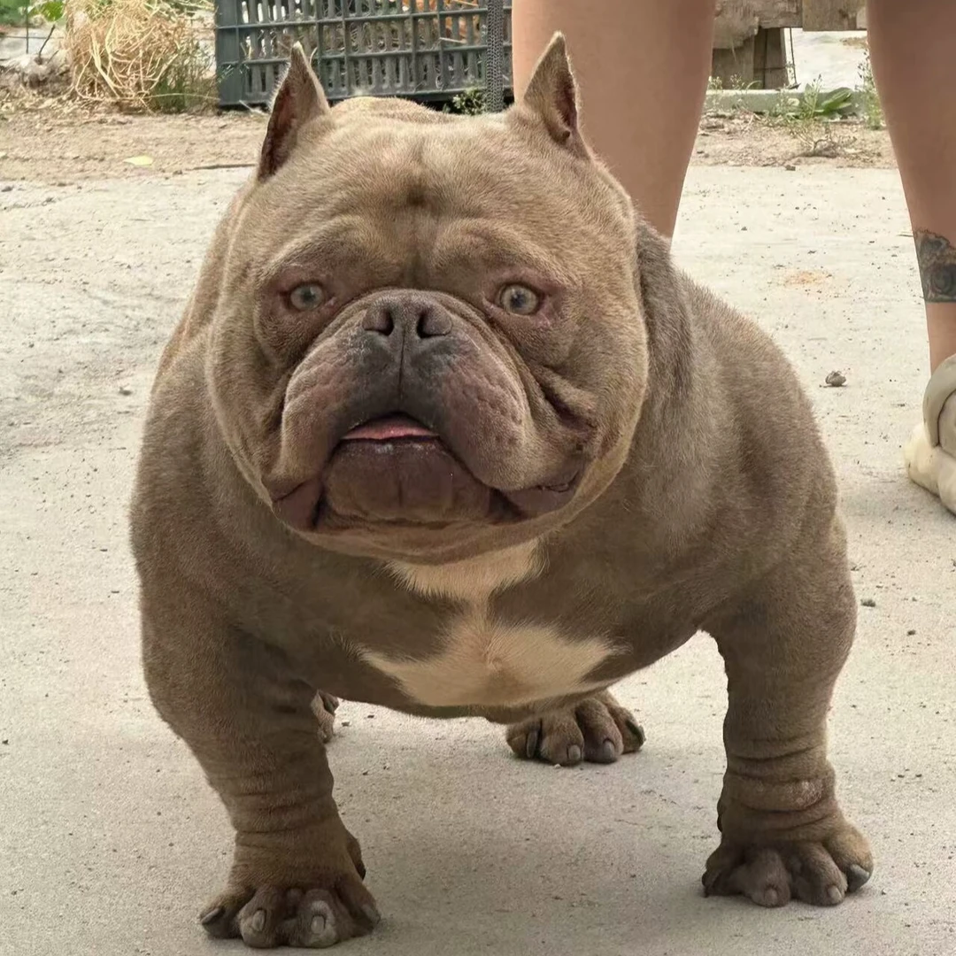 【里嘶恶霸犬舍】恶霸犬狗狗宠物活体小狗犬