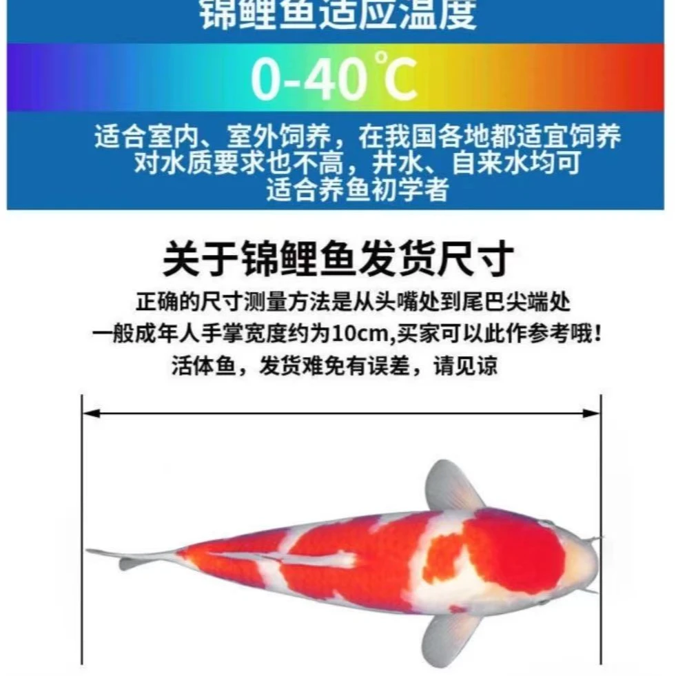 锦鲤观赏鱼活体淡水鱼皮实好养渔场直发包邮