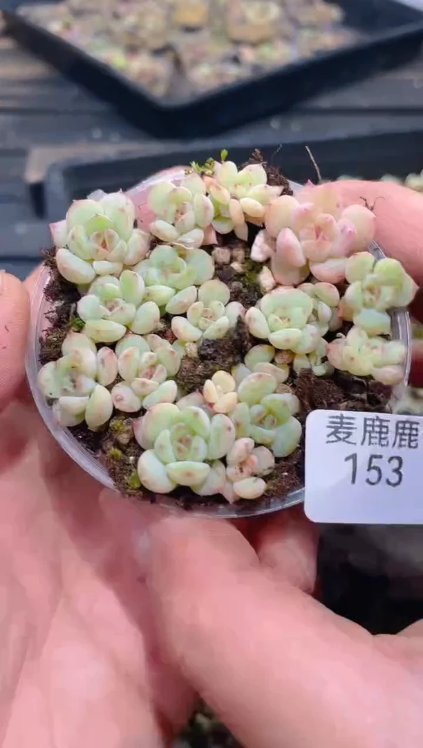 153白砂糖      量拍