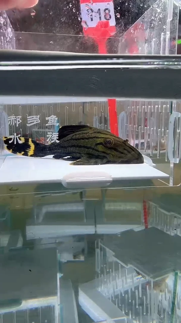 清道夫10.1不包入缸损118