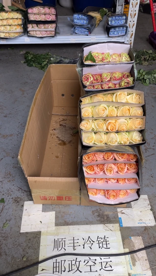 微光20枝+苹果20枝+香槟20枝