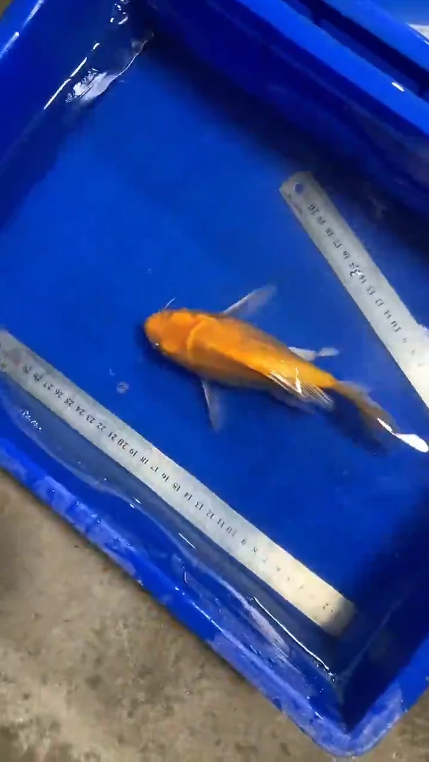 蝴蝶鲤鱼郑***标蝴蝶鲤直播选鱼专用链接 凭开箱视频售后