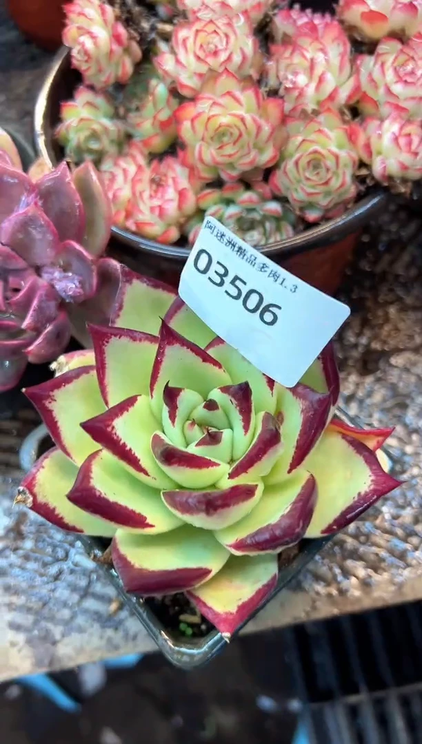 放**我多肉植物一物一拍03506