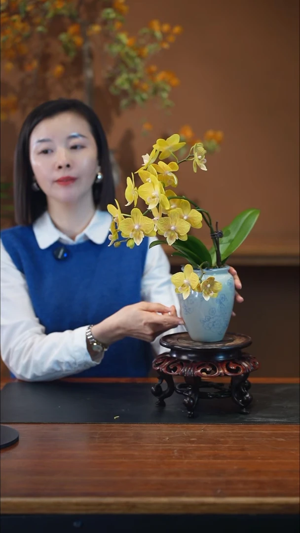 全部花朵金盏蝶盆景盆景盆景