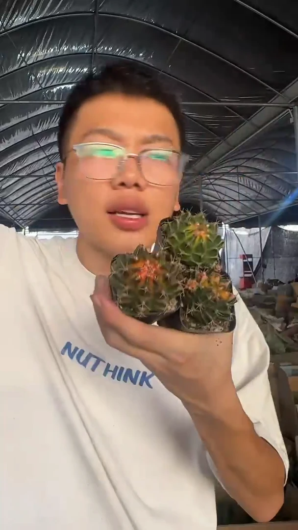 4颗 米哈牡丹 锦【带根】