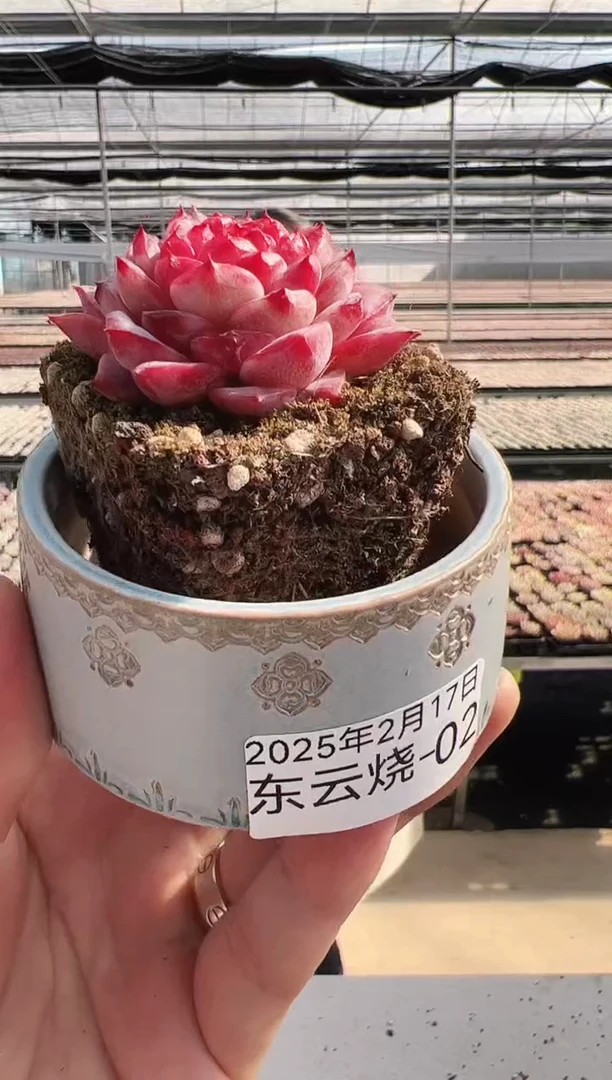 【闪购商品】东云烧-2