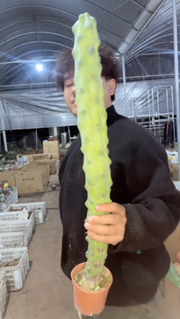 【闪购商品】高40cm 福禄寿【带根】
