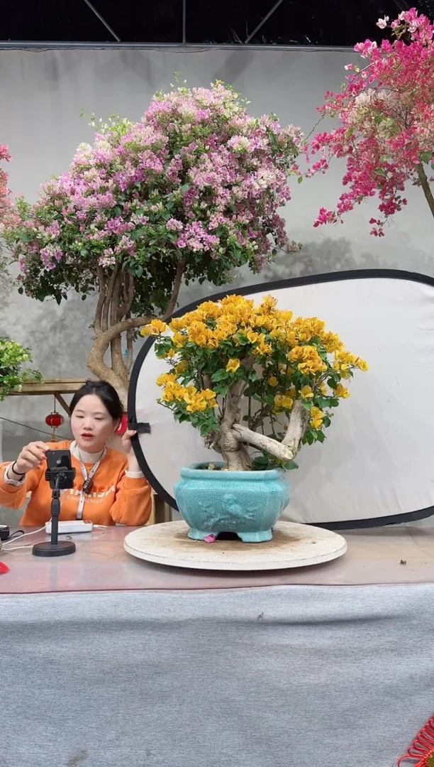 【闪购商品】盆景加州黄金