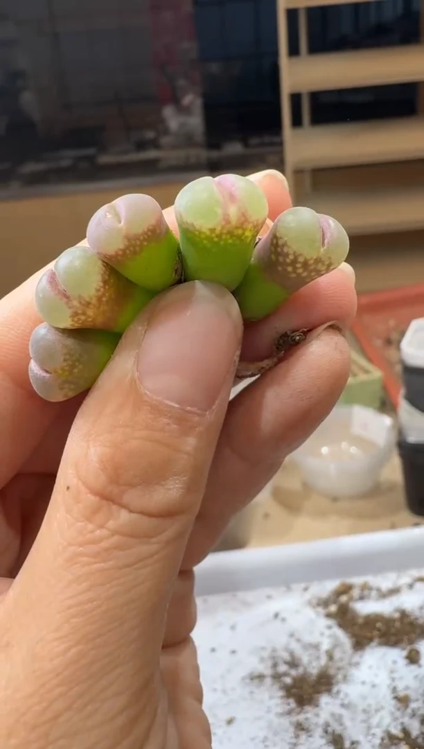 秋***?14-459多肉植物肉锥