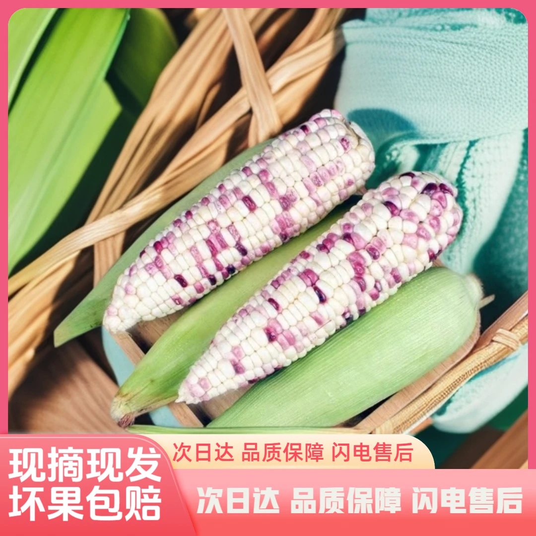 【现摘现发明天到】丨州十三妹新鲜花糯甜糯玉米有坏必赔江苏省