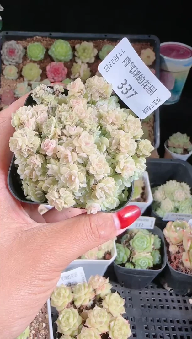 1123-337群生不包整