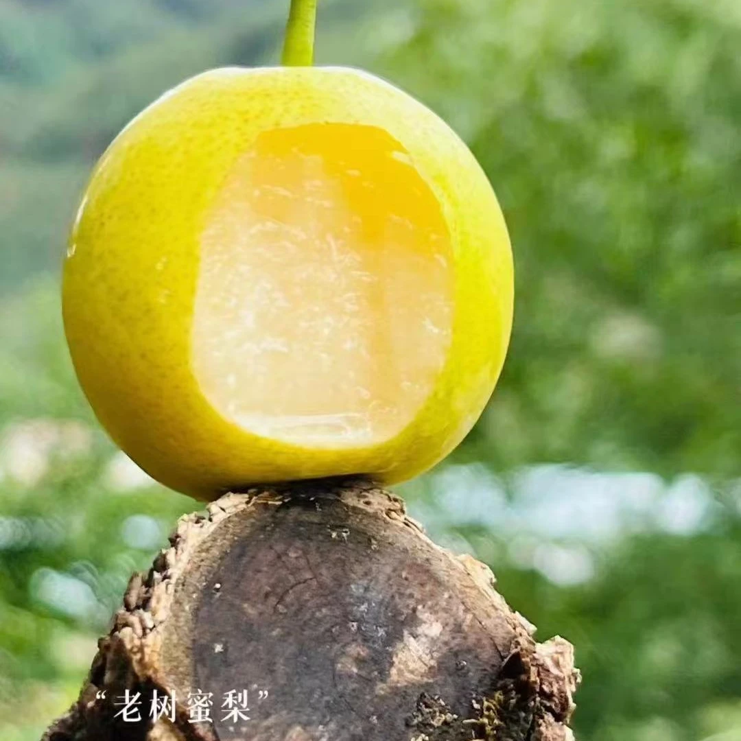 【顺丰快递】四川米易迷梨鲜甜多汁老品种丁香脆甜小梨子