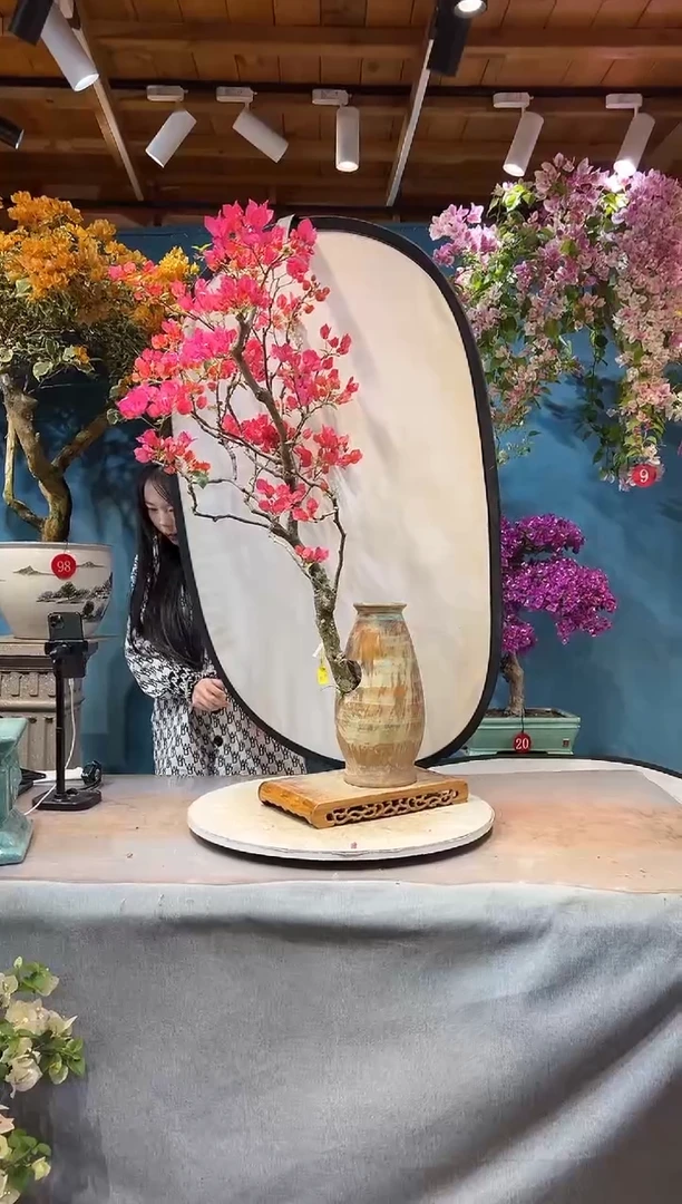 大量花朵（建议范围：8朵-15朵 或40%以上）同安红