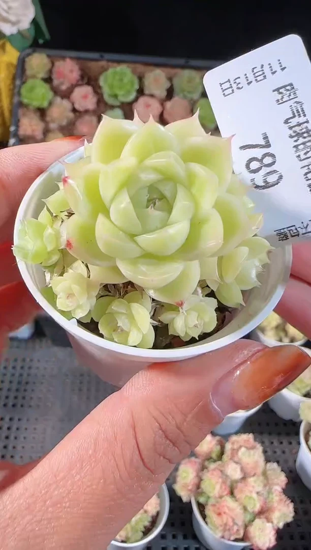 1113-789群生不包整