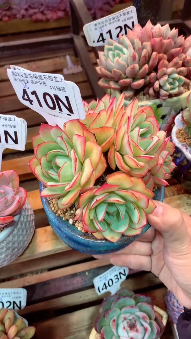 410N  (一物一拍实付满28发货，默认不带盆土）