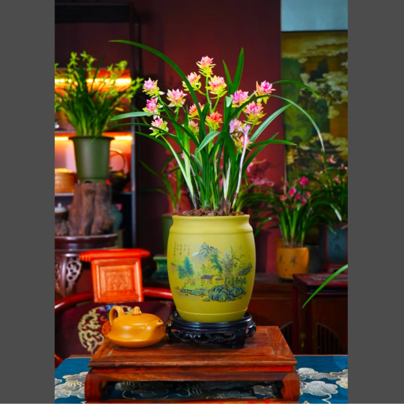 建兰浓香奇花【禅】正品建兰带多花剑花苞送紫砂盆兰花盆景