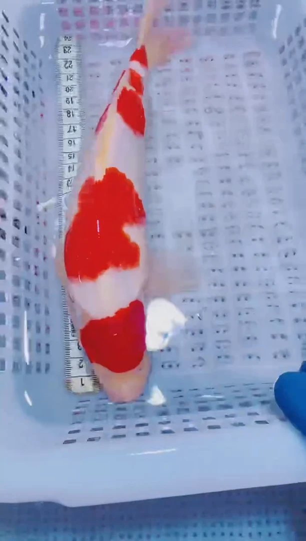 锦鲤血统锦鲤全场包邮100