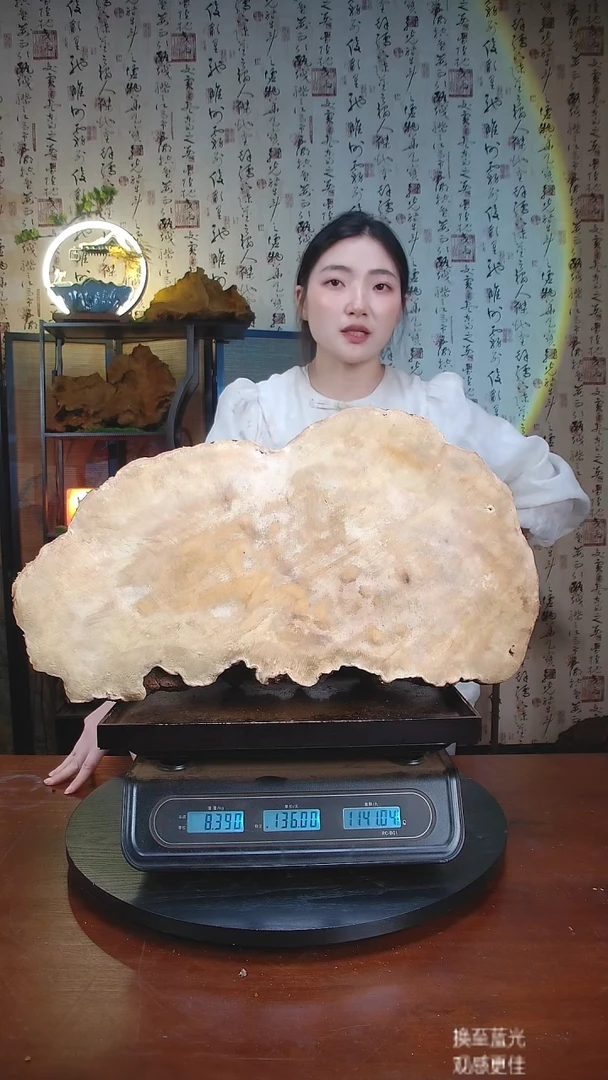 红缘拟层孔菌中国大陆【藏区 野生】红缘树舌（16.78斤）170-180年份