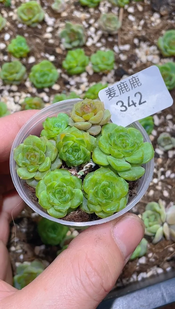 343黄碧瑶      量拍