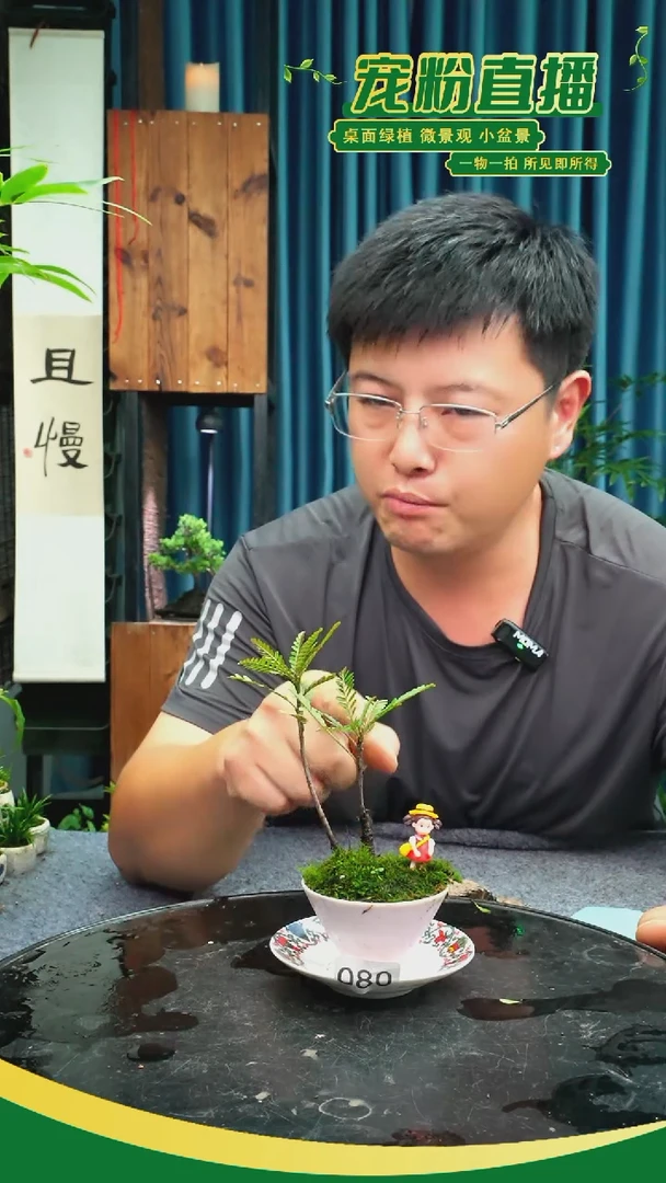 无花朵苔藓微景观080号