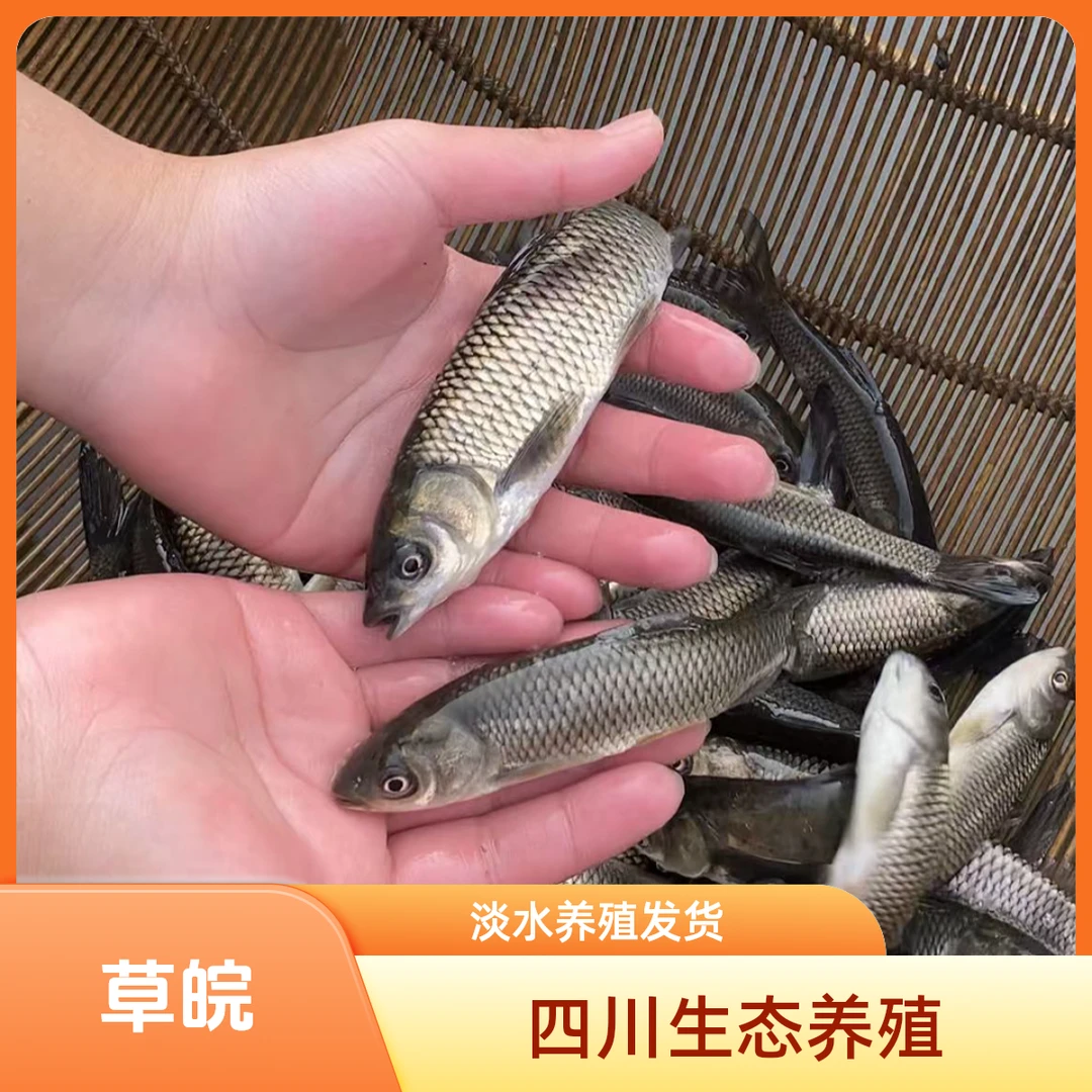 四川 草皖 淡水养殖