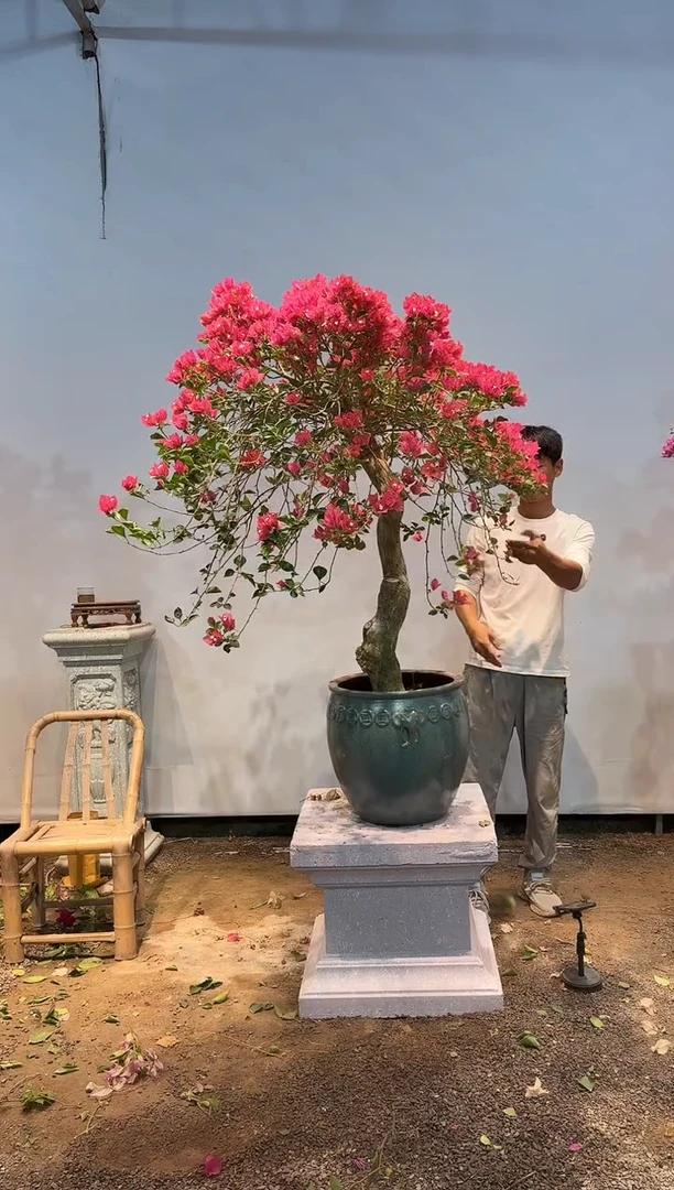 全部花朵就****?三角梅62