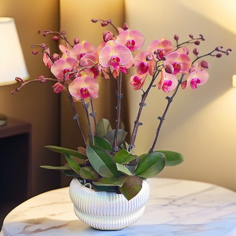 蝴蝶兰【欣欣向荣】盆栽花卉观花植物室内厂家直销批发兰花