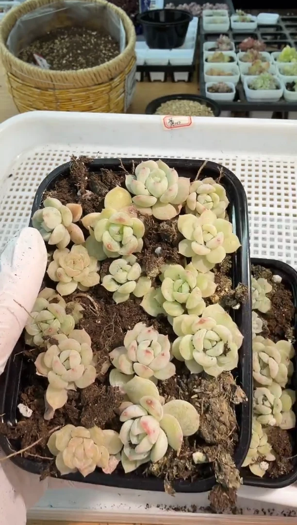 白恋 切糕1盒 量拍混发