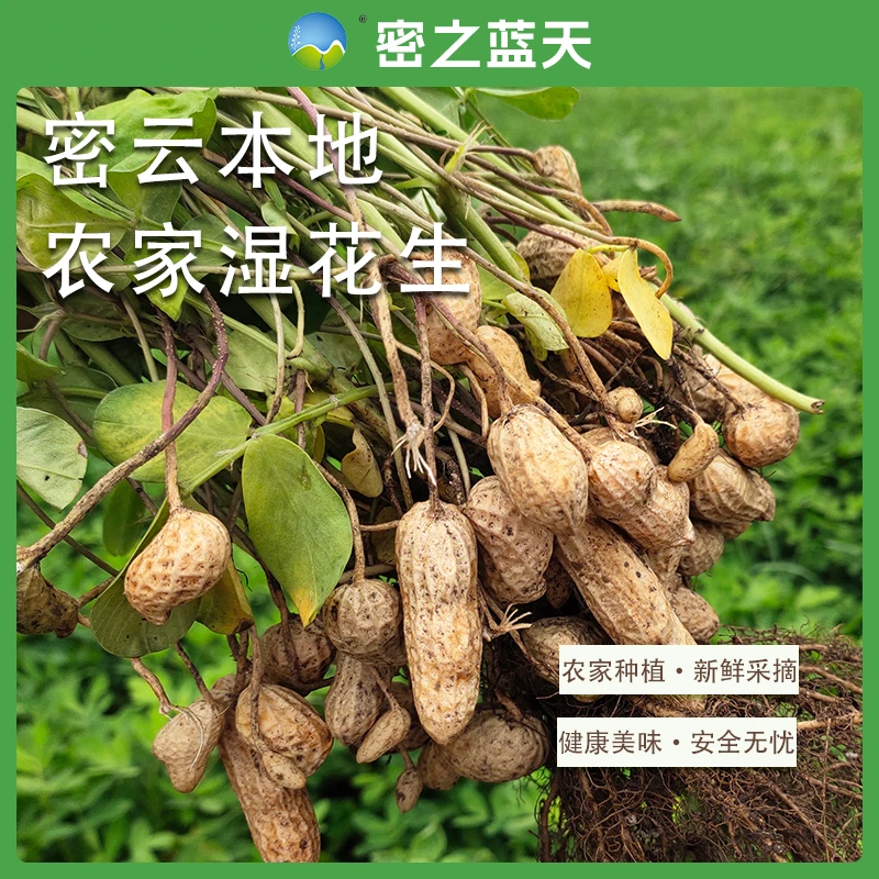 【湿花生】密之蓝天密云本地可水煮生吃现挖新鲜湿花生1-5斤