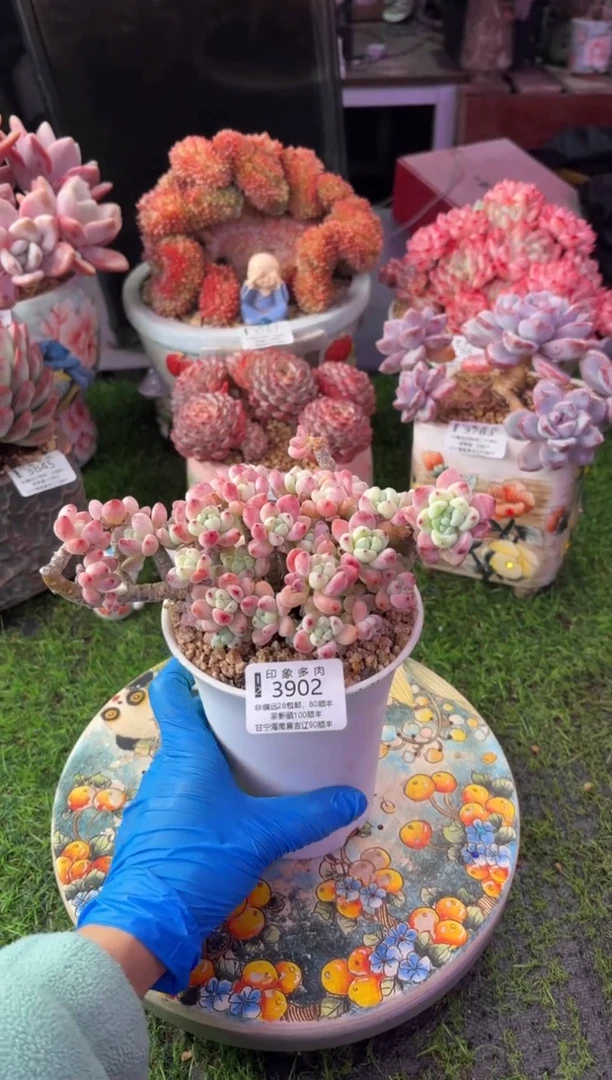 昆明印象多肉3902
