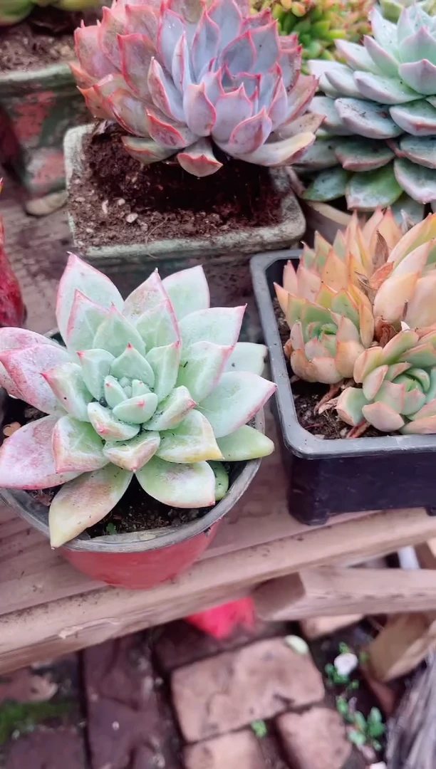 多肉植物一物一拍18096