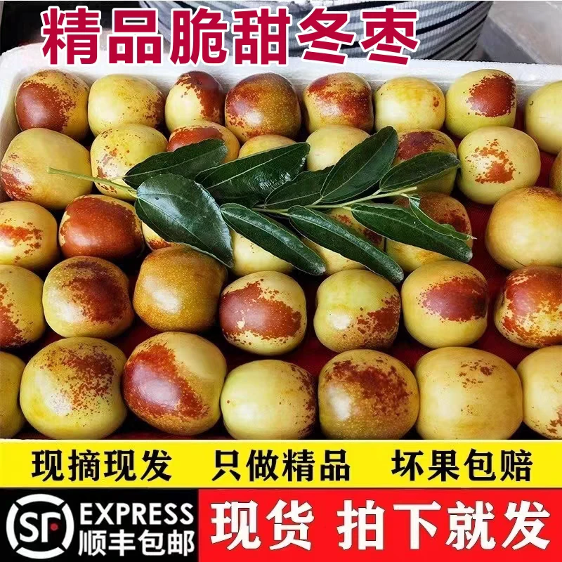 【顺丰包邮】脆甜冬枣山西庙上冰糖冬枣爆甜多汁新鲜冬枣3斤/5斤