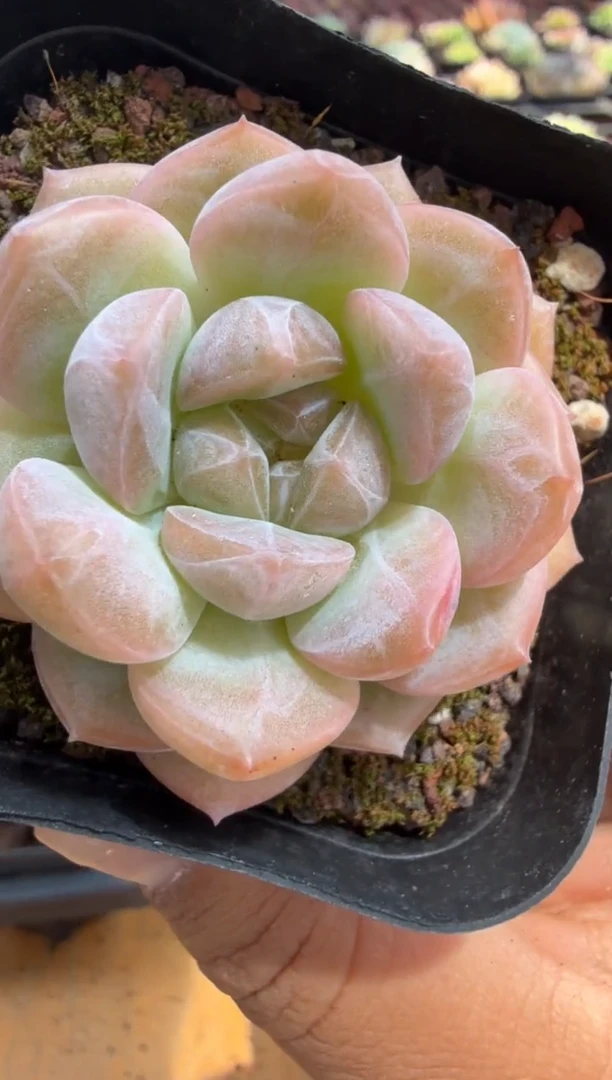 东云多肉园二店-235