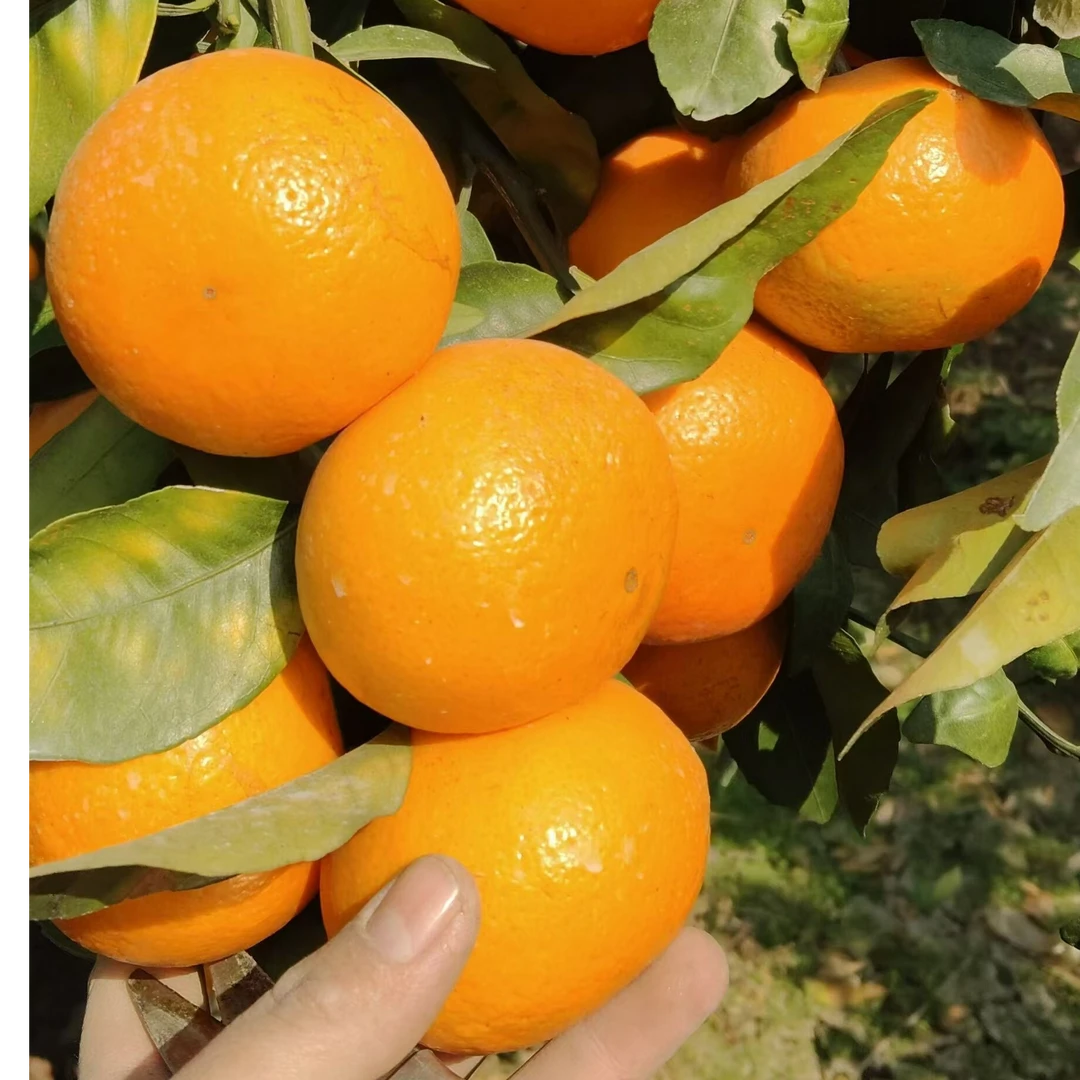 邮政包邮广西沃柑田里种值清甜可口是真好吃