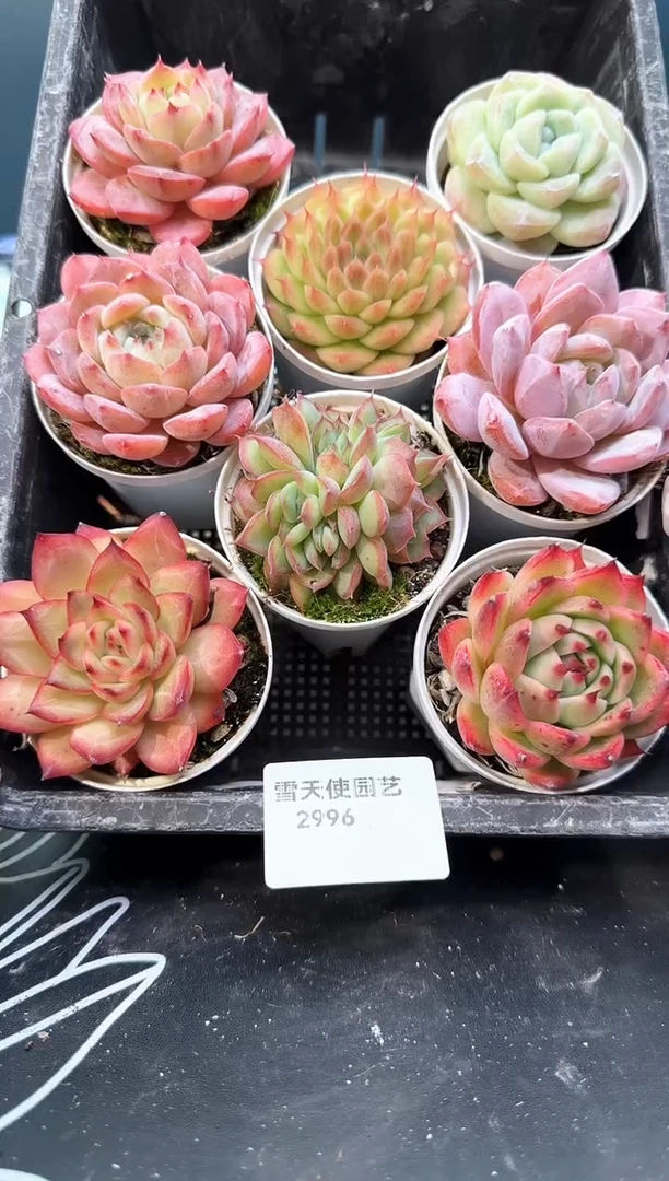 2 996  多肉8   颗