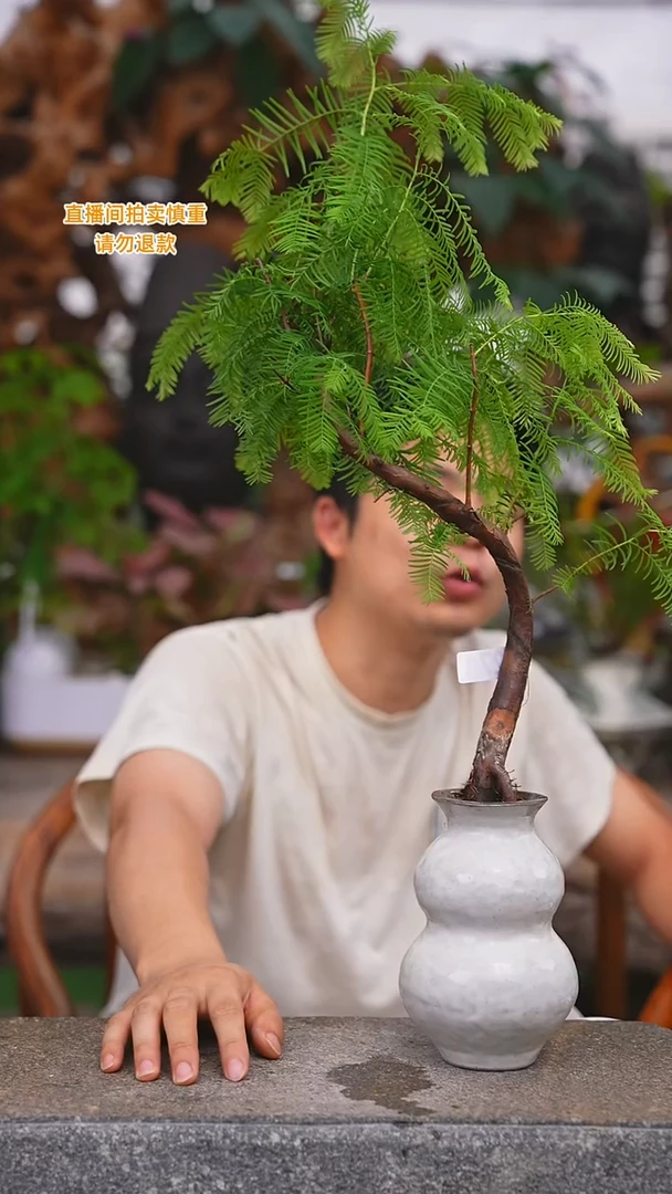 当前无花栽培后可以开花水杉271+