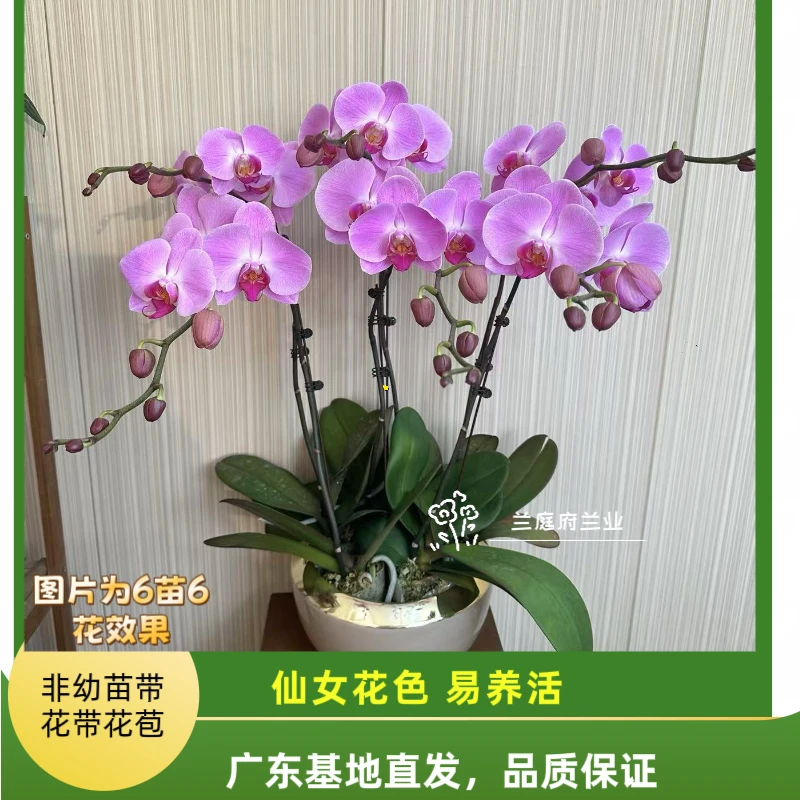 [粉冠军06]3.0寸老苗大杯天然蝴蝶兰 轻奢高级室内礼品