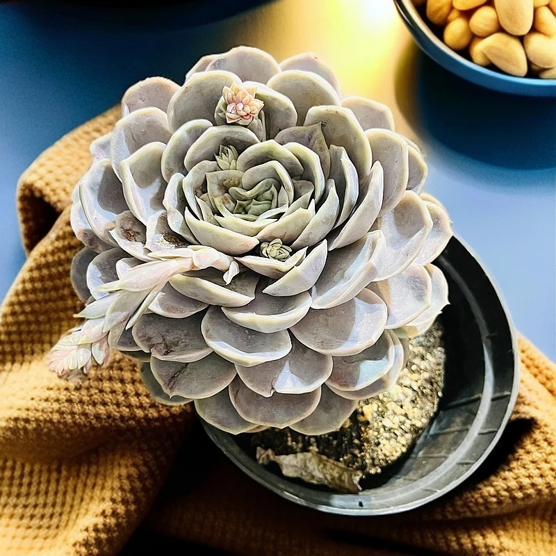 蓝色惊喜180#云大B2棚 梅子多肉 新手必备好看好养一单包邮