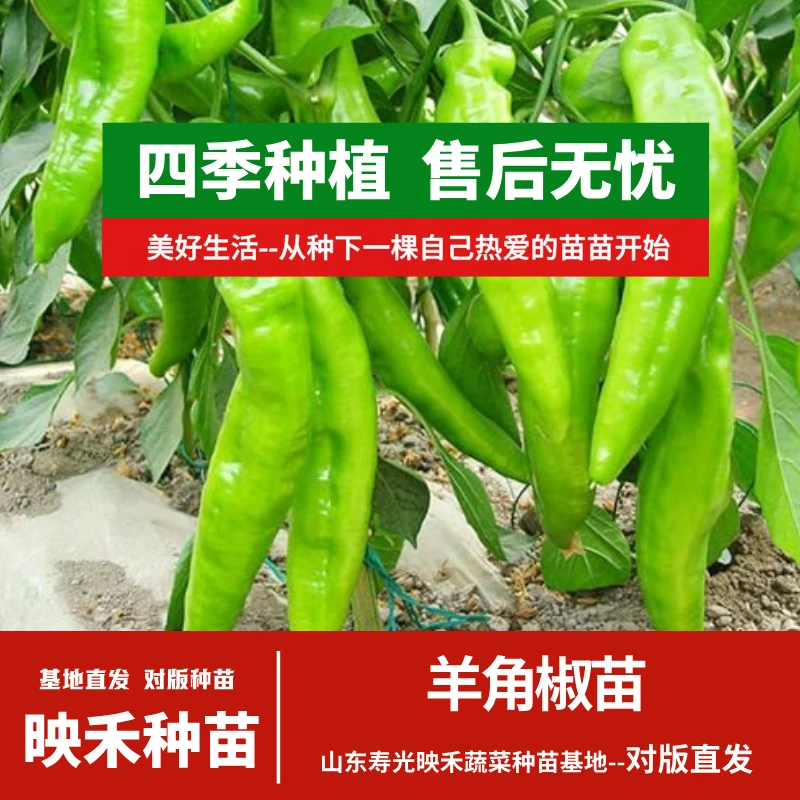 羊角椒辣椒苗开春福利盆栽地栽庭院高产四季种植寿光苗场带土直发